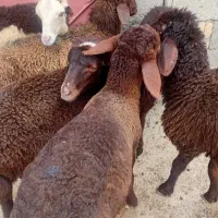 بره نر