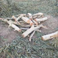 خرید چوب اکالیپتوس با بالاترین قیمت|خدمات باغبانی و درختکاری|رامهرمز, |دیوار