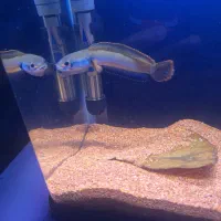 چانا فایر اند آیس