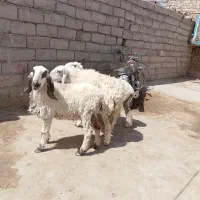 سه تا گوسفند پاکستانی جوان دوقلوزاه ابست|حیوانات مزرعه|زابل, |دیوار