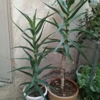 گل آپارتمانی