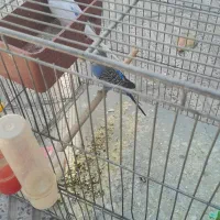 یک جفت مرعشق بایک  عدد جوجه  و