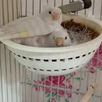 فروش انواع قناری رنگی