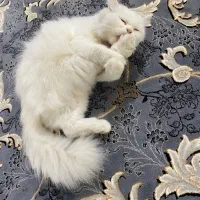 گربه پرشین ۳ تومن