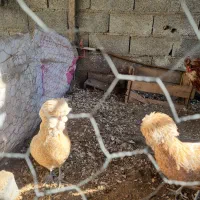 فروش مرغ و خروس ۷ ماهه پولند بوف|حیوانات مزرعه|بابل, |دیوار