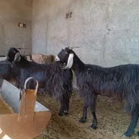 فروش 12راس بز کیسه ترکی ،میش ،بره ،قوچ|حیوانات مزرعه|بختگان, |دیوار