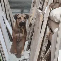 یک عدد سرابی اصیل