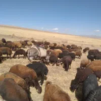الاق الاغ ماده یا خر معاوضه با گوسفند یا بره ماده|حیوانات مزرعه|صائین قلعه, |دیوار