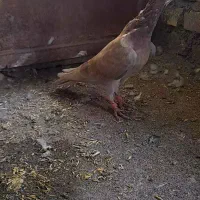 کبوتر گردن زردنامبر|پرنده|کنگاور, |دیوار