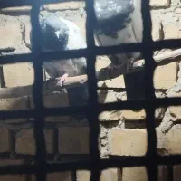 کله دار|پرنده|کبودرآهنگ, |دیوار