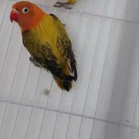 کوتوله ماده لوطا
