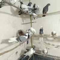 کفتر پرشی|پرنده|قم, آزادگان|دیوار