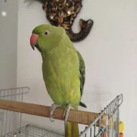 طوطی ملنگو همراه قفس