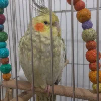 پرنده طوطی عروس