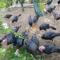 بوقلمون برنز آمریکایی|حیوانات مزرعه|دزفول, |دیوار