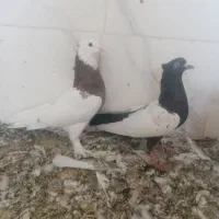 کفتر کبوتر|پرنده|شیراز, حجت آباد|دیوار