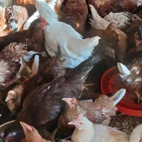 جوجه مرغ تخمگذار و خروس لوهمن 4ماهه