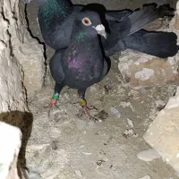 مجسمه کبوتر