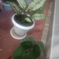دمپایی