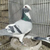 کفتر پلاکی مسافتی|پرنده|مشهد, مهدی آباد|دیوار