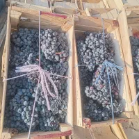 انگورسیاه اصل سردشت