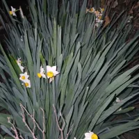 پیازچه گل نرگس