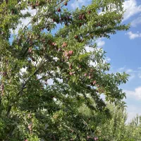 باغشهری-بی-نظیر-معاوضه-با-خودرو