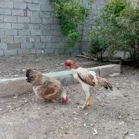 مرغ لاری شکری اوشامو