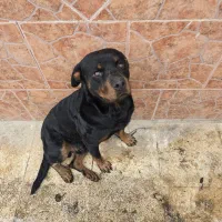 سگ روتوایلر نر سه ساله پوزه دلقکی|سگ|رودسر, |دیوار