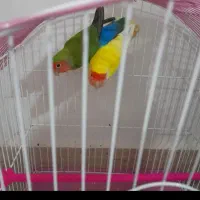 طوطی.برزلی.نر.ماده.