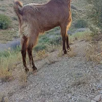 نربز|حیوانات مزرعه|بجنورد, |دیوار