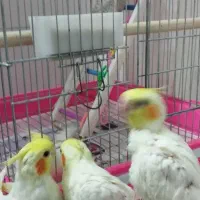 مولد واقعی کارداده مست|پرنده|زنجان, |دیوار