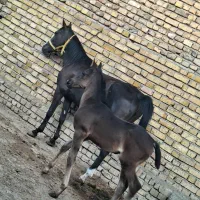 مادیان و کره