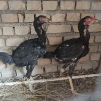 جوجه لاری 3 ماهه مرغ و خروس افغان