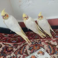 عروس هلندی