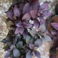 گل گل گل|گل و گیاه طبیعی|قم, زاد|دیوار