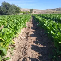 کاهو درجه یک دهدشت موجود