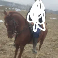 اسب نر کورد