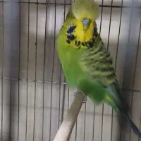 مرغ عشق انگلیسی نر|پرنده|ری, صفاییه (چشمه علی)|دیوار