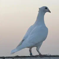 کبوتر سفید نر جوجه دار