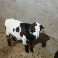 بزغاله نر|حیوانات مزرعه|سرپل ذهاب, |دیوار