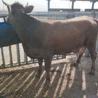 خرید فروش گاو و گوساله