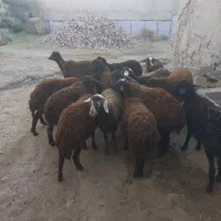 ۱۴راس بره ماده دمازلیخ|حیوانات مزرعه|کشاورز, |دیوار