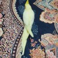 عروس هلندی دونه ای