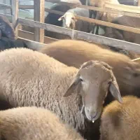 بره قوچ همو(دارای ژن چندقلوزایی صد‌ در صد)|حیوانات مزرعه|رشت, حومه رشت|دیوار