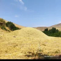 معامله کاه وعلوفه به صورت عمده|عمدهفروشی|دیواندره, |دیوار