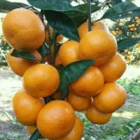 فروش ۵ تن نارنگی و پرتقال روی درخت