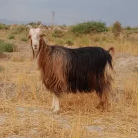 بز ترکی شیردار یک جفت سالار