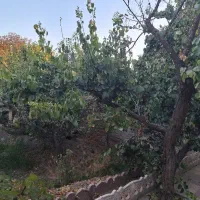 410 متر باغ ویلا فول امکانات|فروش خانه و ویلا|فردوسیه, |دیوار