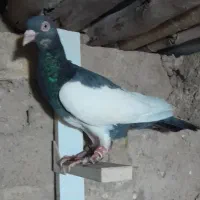 4 عدد کفتر‌ سوراخ